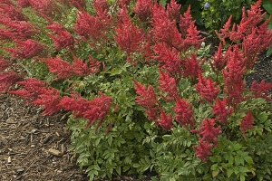 Astilbe 'August Light' 